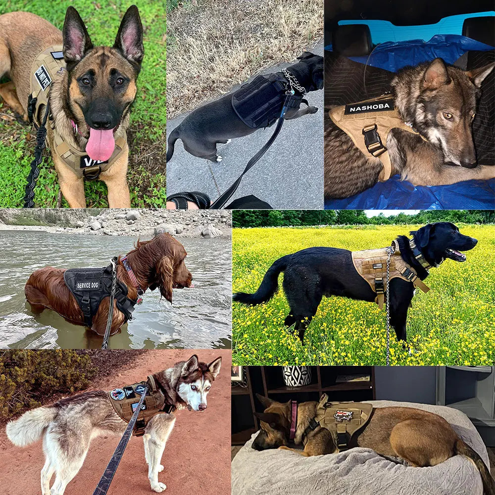 Padded Nylon Dog Harness And Leash Set For Daily Training
